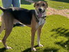 Gonzo - Photo 12