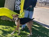 Gonzo - Photo 16