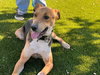 Gonzo - Photo 19