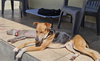 Gonzo - Photo 7