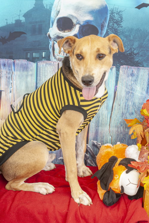 GONZO - Carolina Dog / American Foxhound available for adoption