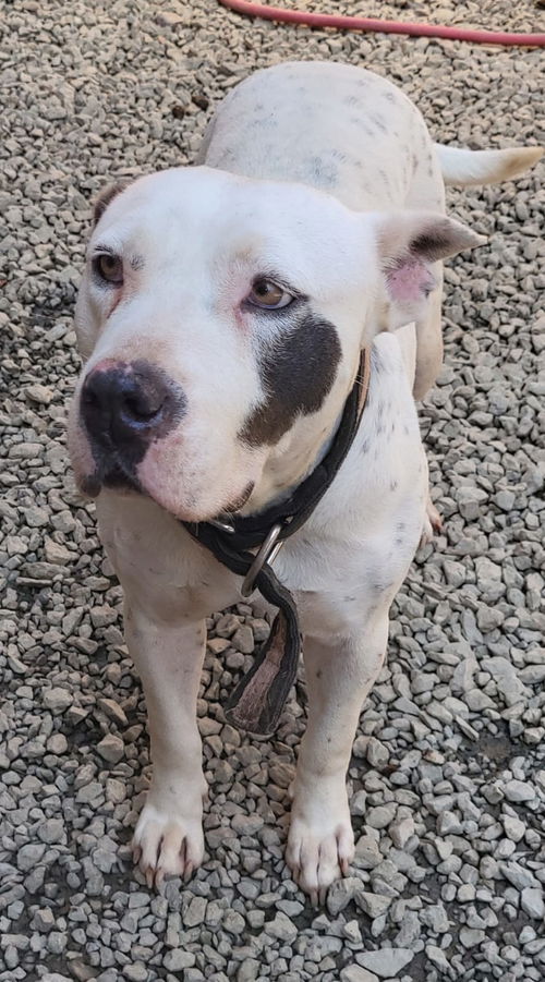 BLANCA - American Pit Bull Terrier / Dogo Argentino available for adoption
