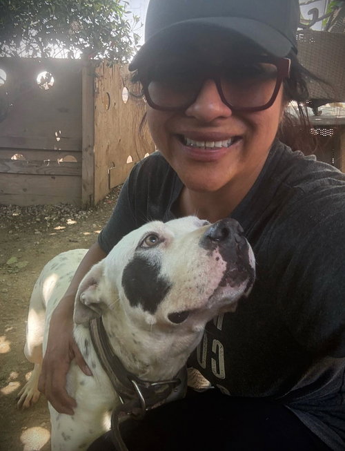 BLANCA - American Pit Bull Terrier / Dogo Argentino available for adoption