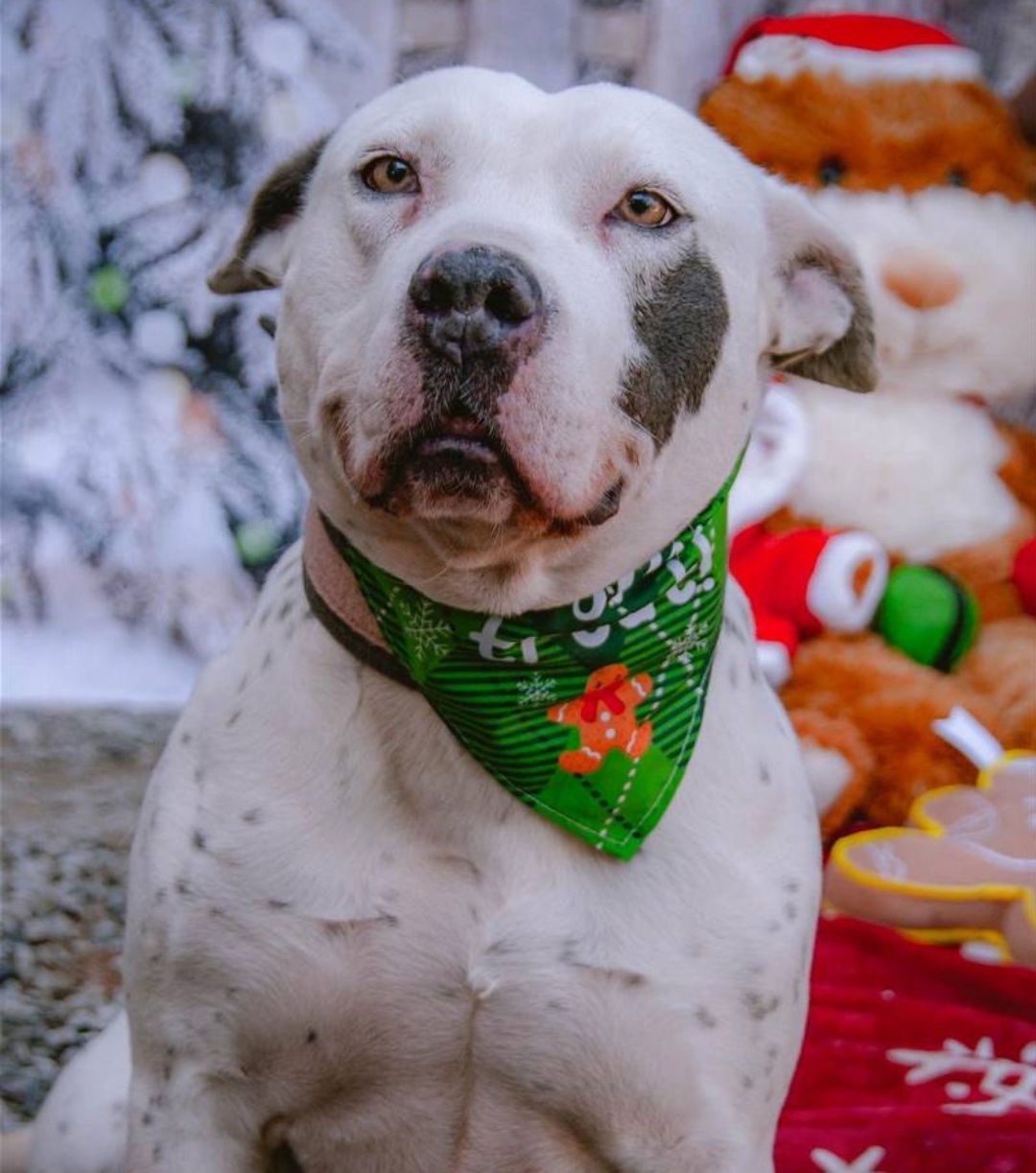 adoptable Dog in Inglewood, CA named Blanca