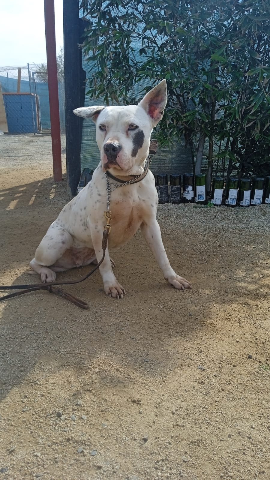 adoptable Dog in Inglewood, CA named Blanca