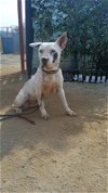 adoptable Dog in inglewood, CA named Blanca