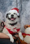 adoptable Dog in inglewood, CA named Princess Nora