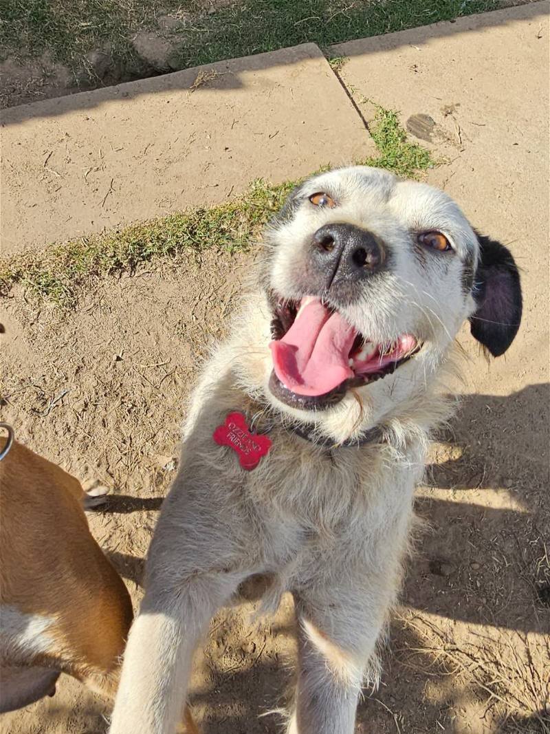 adoptable Dog in Inglewood, CA named Princess Nora