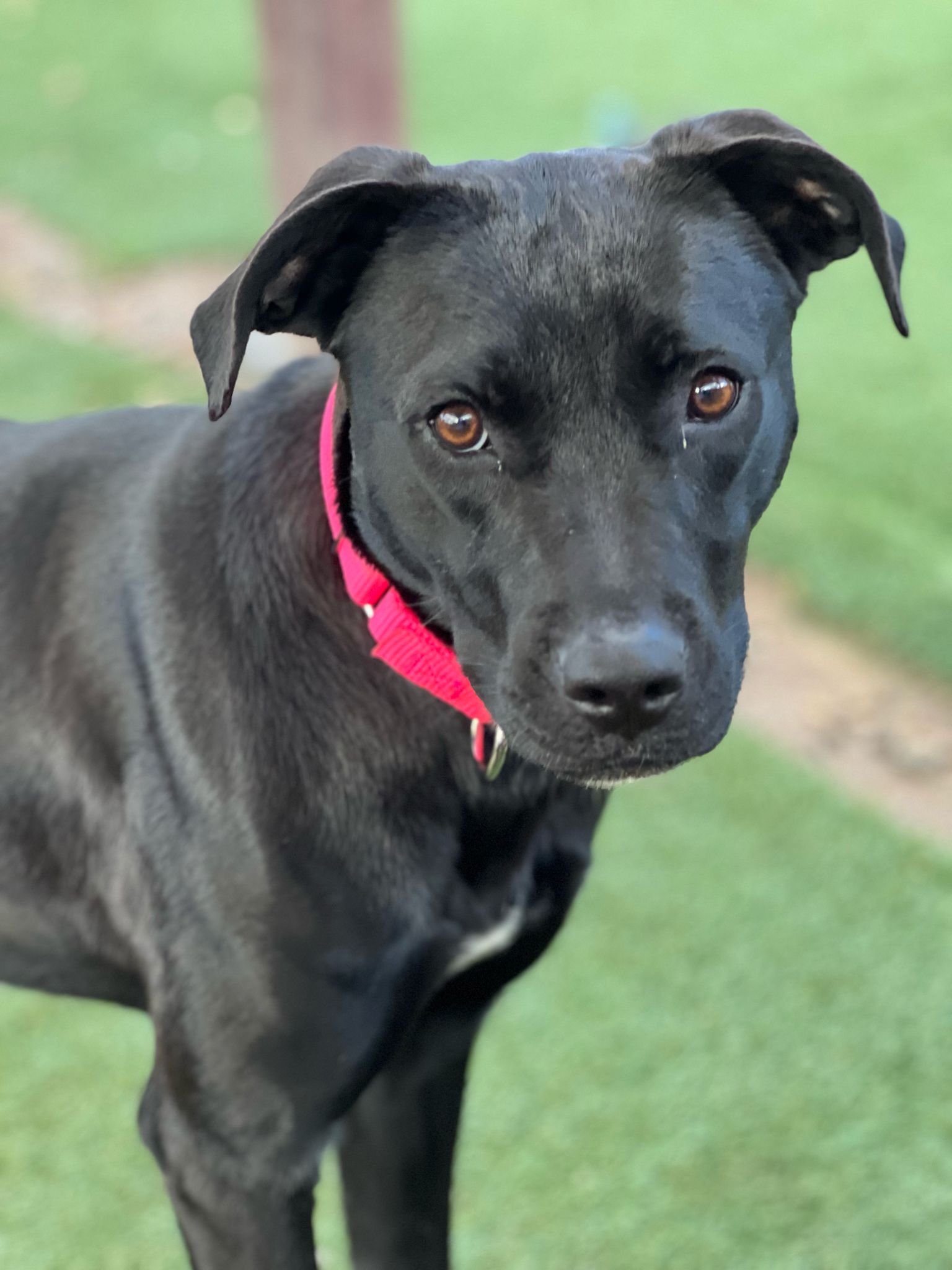 adoptable Dog in Inglewood, CA named Janalyn