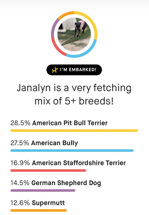 JANALYN - American Pit Bull Terrier / American Staffordshire Terrier available for adoption