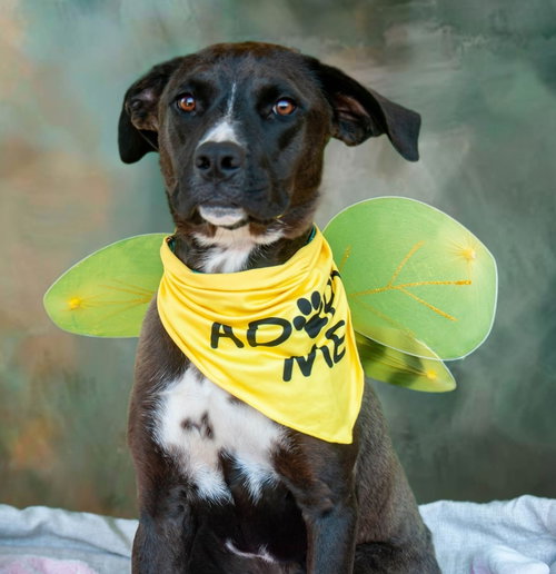 JENNY - American Staffordshire Terrier / American Pit Bull Terrier available for adoption