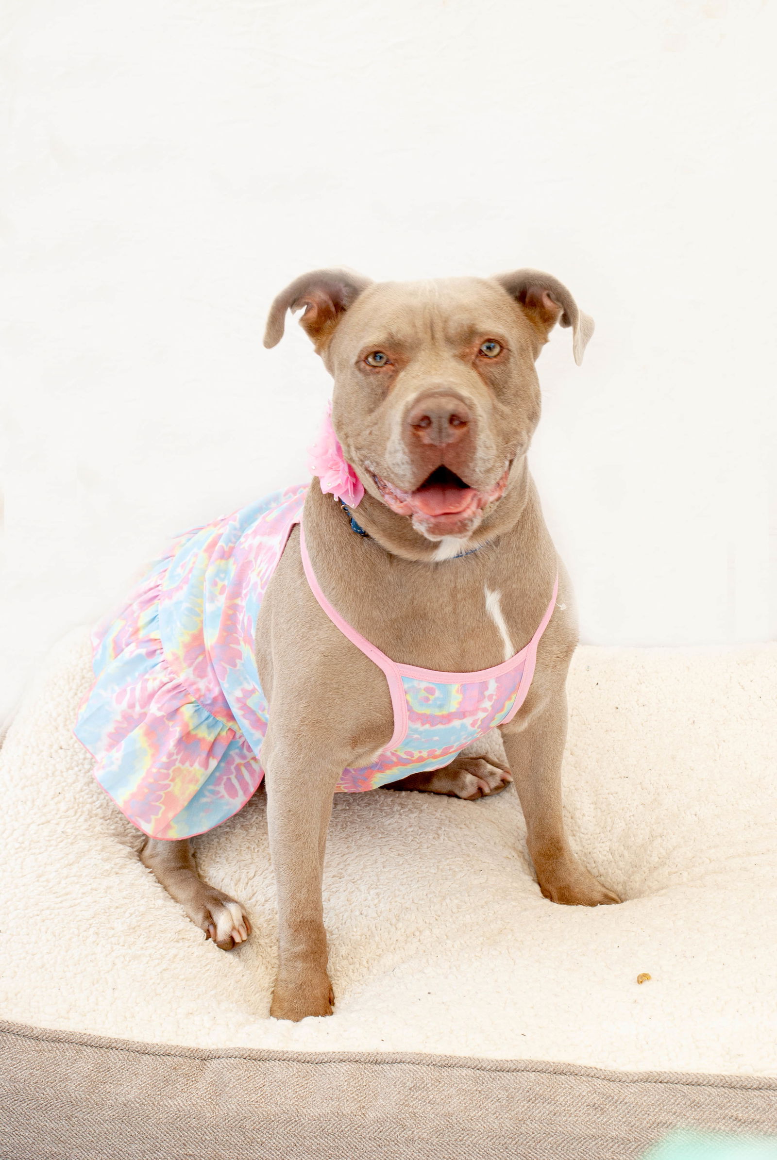 adoptable Dog in Inglewood, CA named Lucy