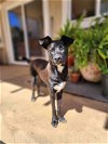 adoptable Dog in inglewood, CA named Tenoch