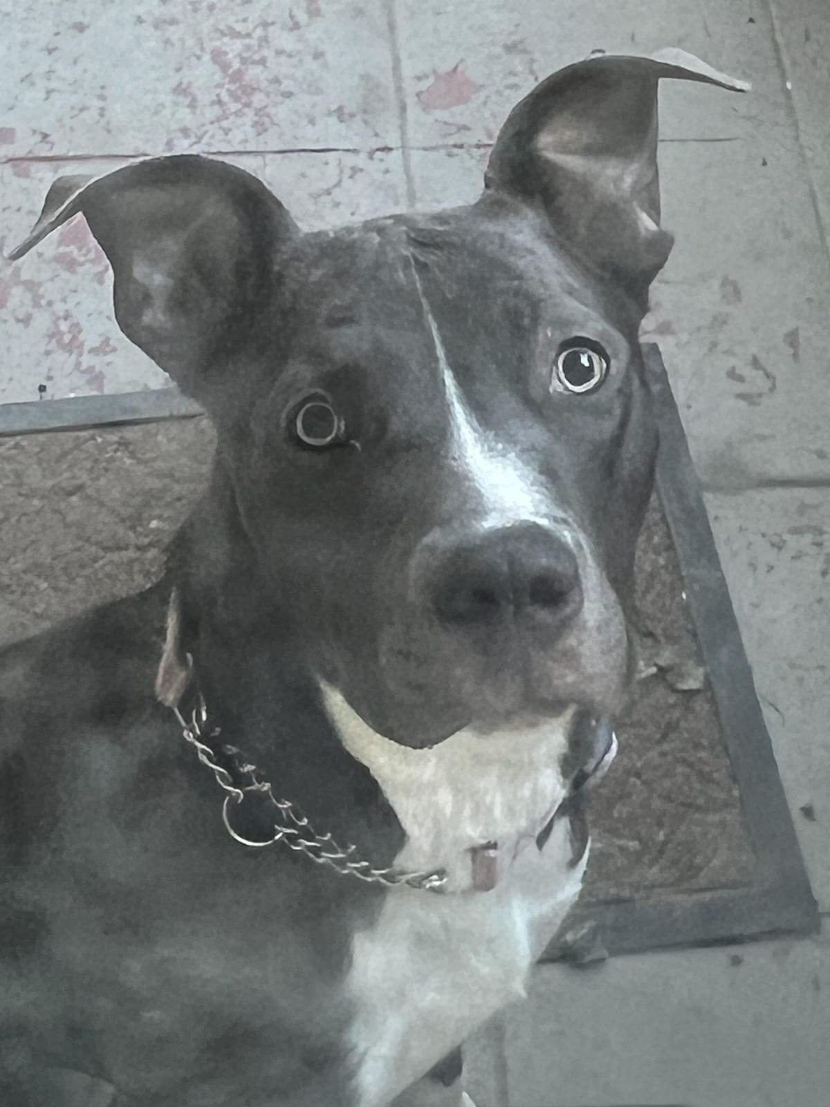 adoptable Dog in Inglewood, CA named Ruben