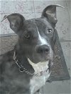 adoptable Dog in inglewood, CA named Ruben