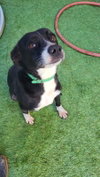 Layka - Photo 3