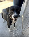 Layka - Photo 8
