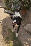 Layka - Photo 5