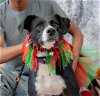 adoptable Dog in inglewood, CA named Layka