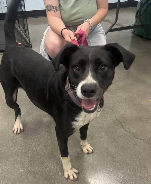 LAYKA - Pointer / Labrador Retriever available for adoption