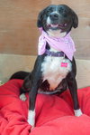 Layka - Photo 6