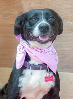 LAYKA - Pointer / Labrador Retriever available for adoption