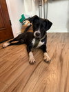 Layka - Photo 11