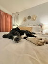 Layka - Photo 13