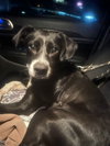 Layka - Photo 15