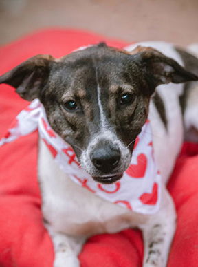 adoptable Dog in Inglewood, CA named Libra