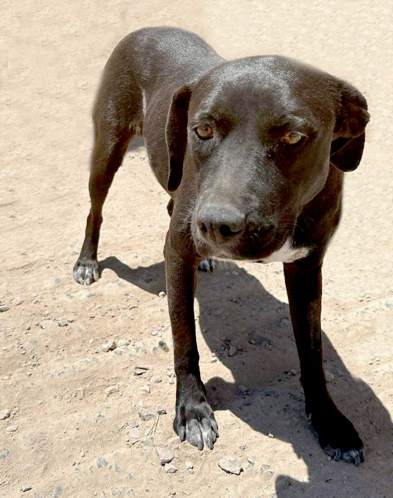 adoptable Dog in Inglewood, CA named Fanny May