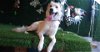 adoptable Dog in inglewood, CA named Hayde
