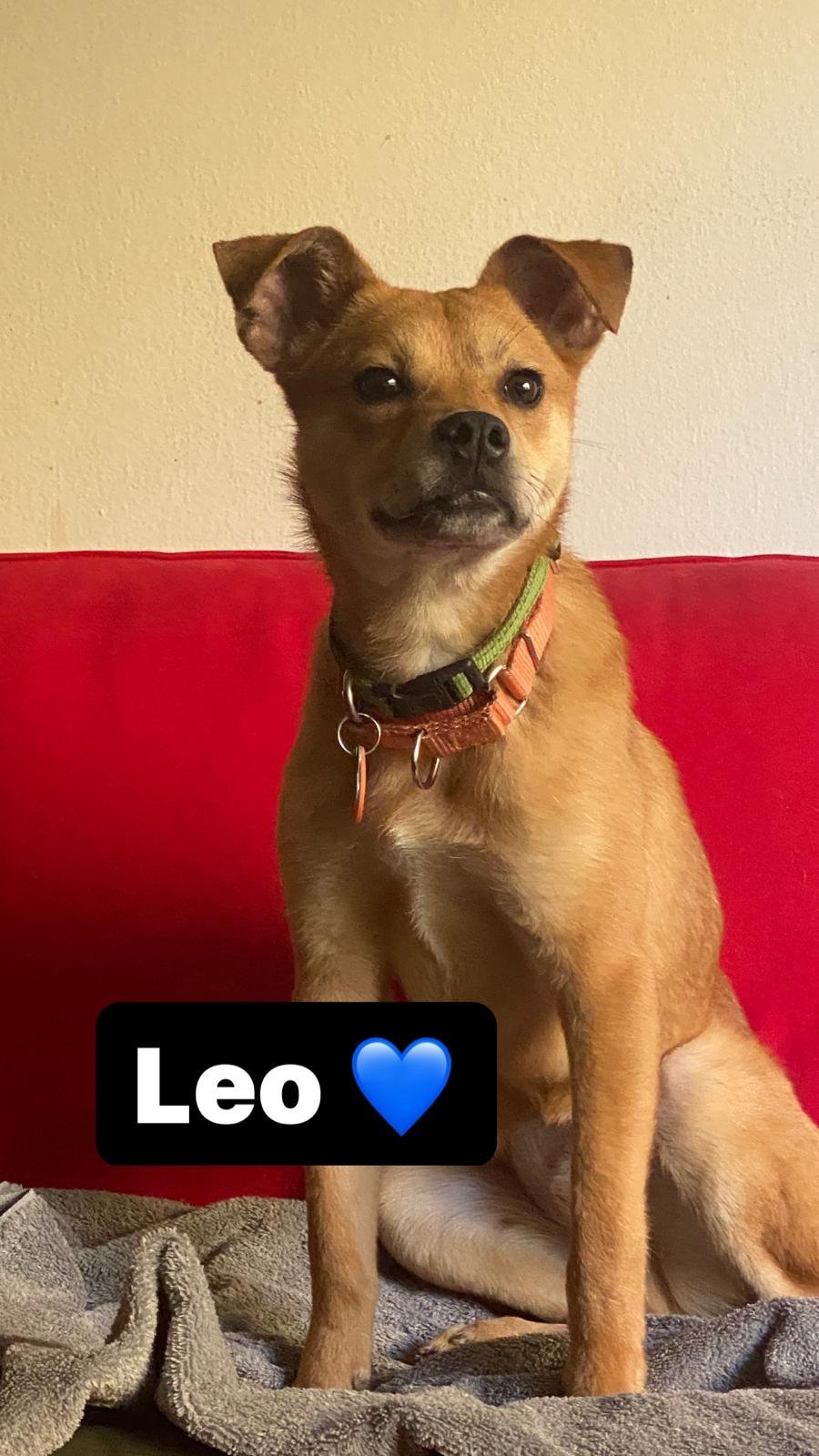 adoptable Dog in Inglewood, CA named Kirito (Leo)