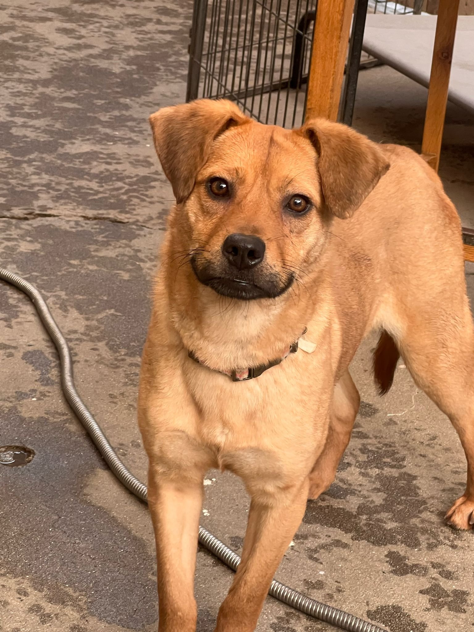 adoptable Dog in Inglewood, CA named Penny
