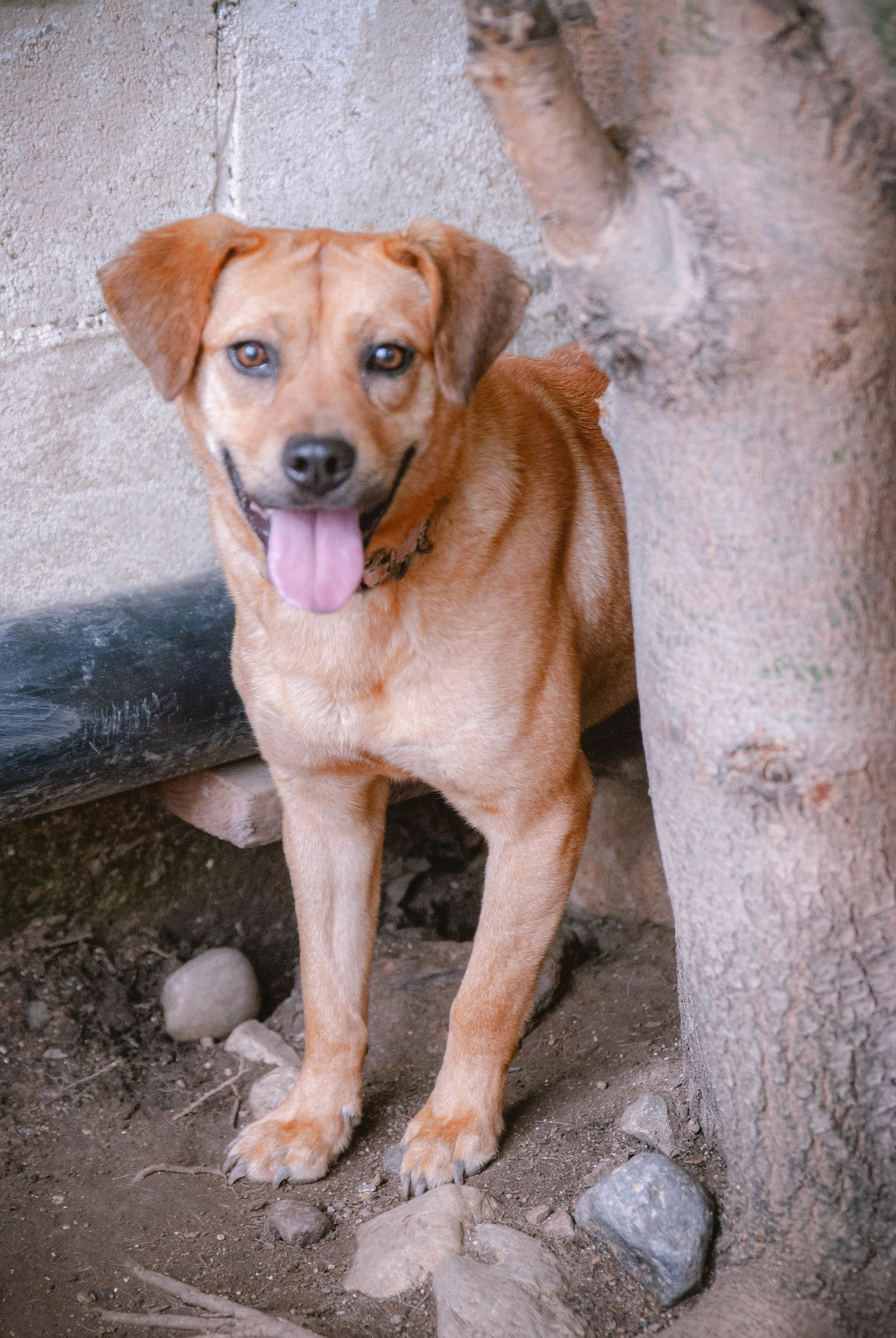 adoptable Dog in Inglewood, CA named Little Penny