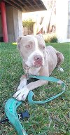 adoptable Dog in inglewood, CA named Manhattan