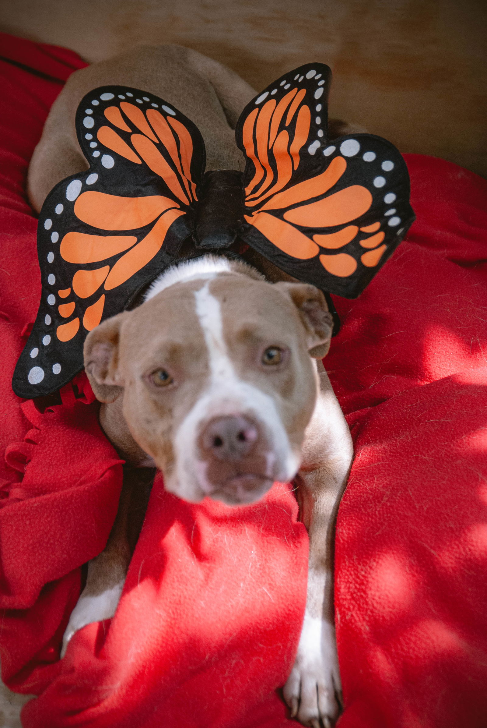 adoptable Dog in Inglewood, CA named Manhattan