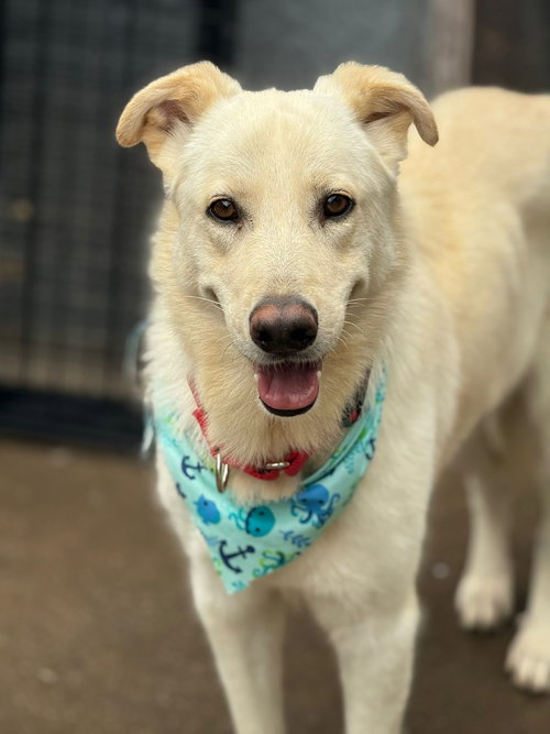 POPI MIKE - Golden Retriever / Labrador Retriever available for adoption