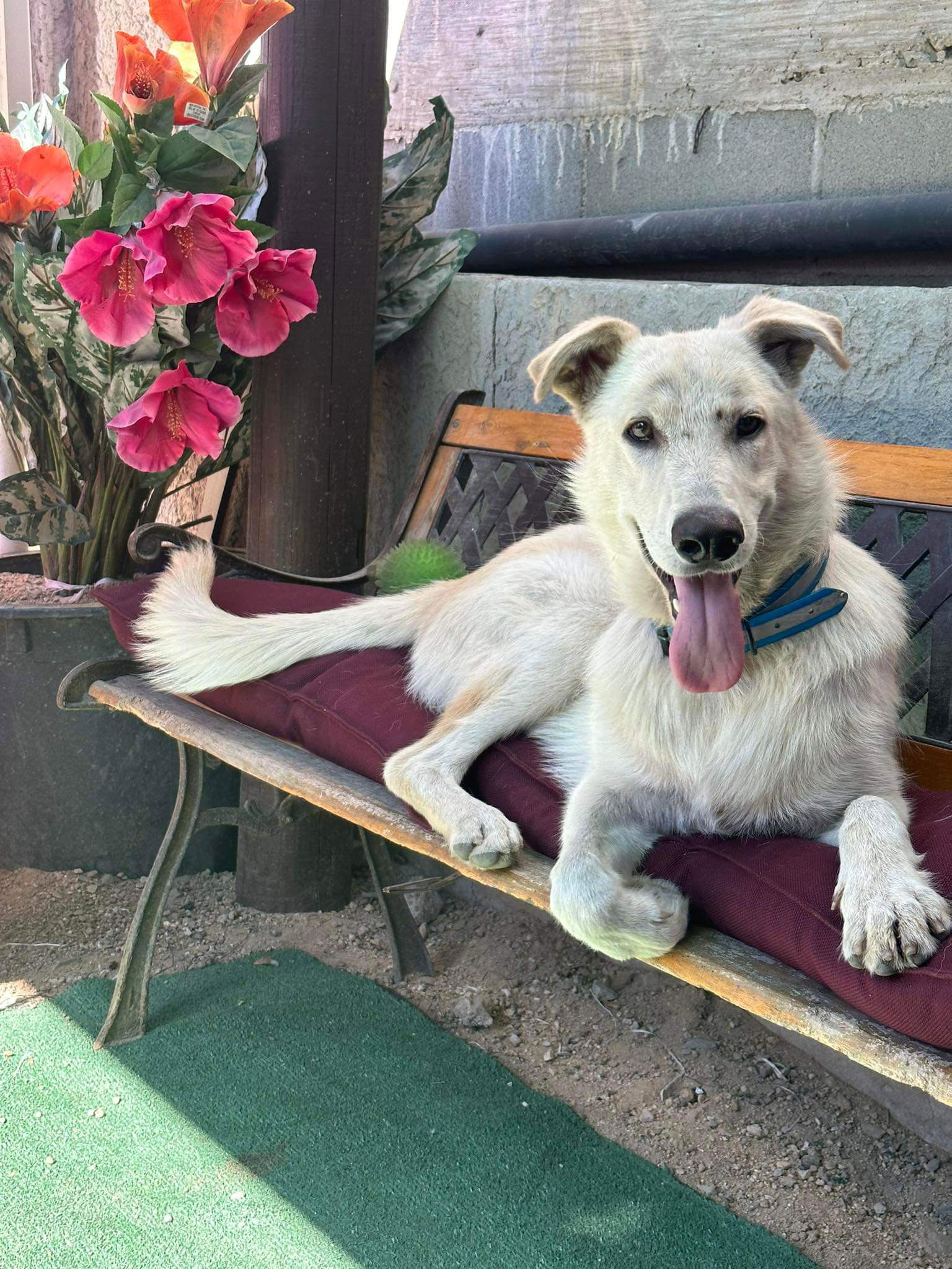 adoptable Dog in Inglewood, CA named Mike