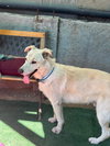 Popi Mike - Photo 6