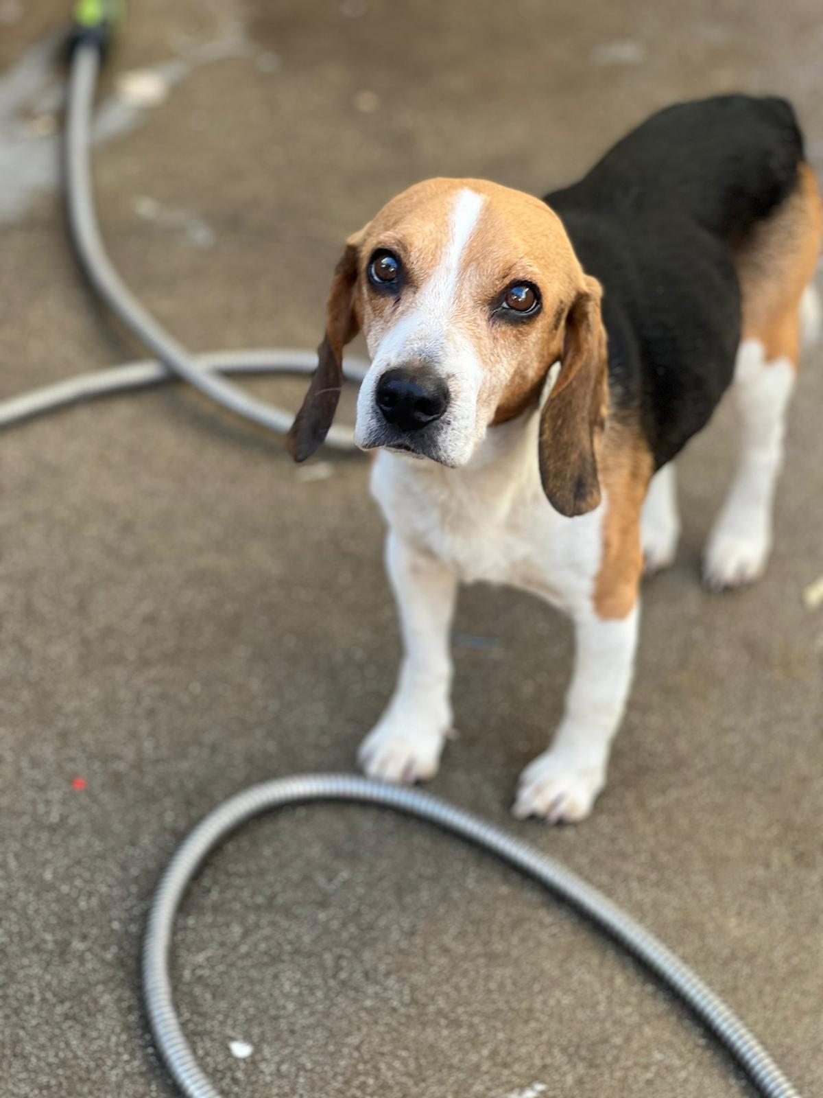 Dog for Adoption - Noel, a Beagle in Altadena, CA | Alpha Paw