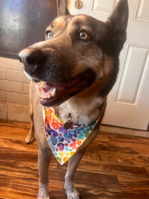 BATMAN - Siberian Husky / Australian Kelpie available for adoption