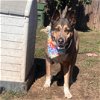 adoptable Dog in inglewood, CA named Batman