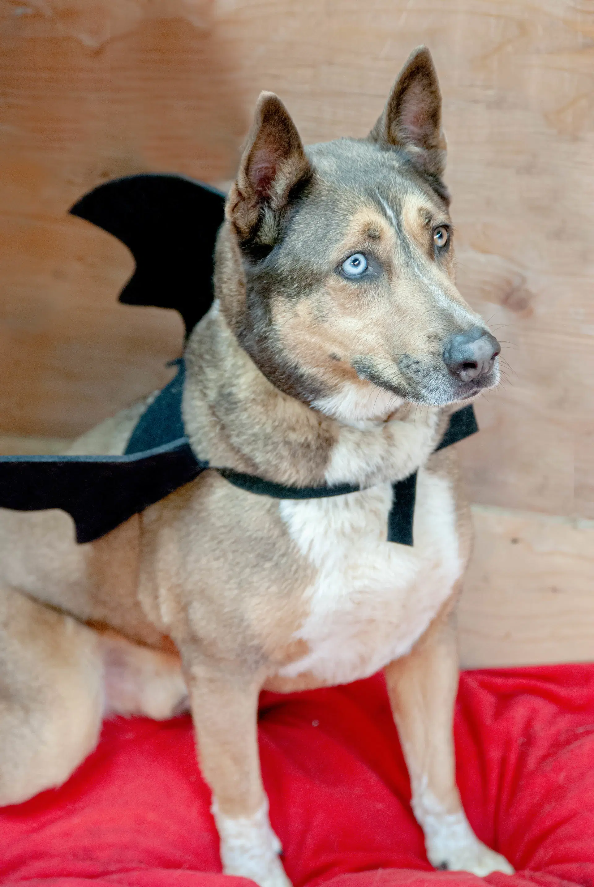 Batman image 4