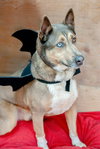 Batman - Photo 3