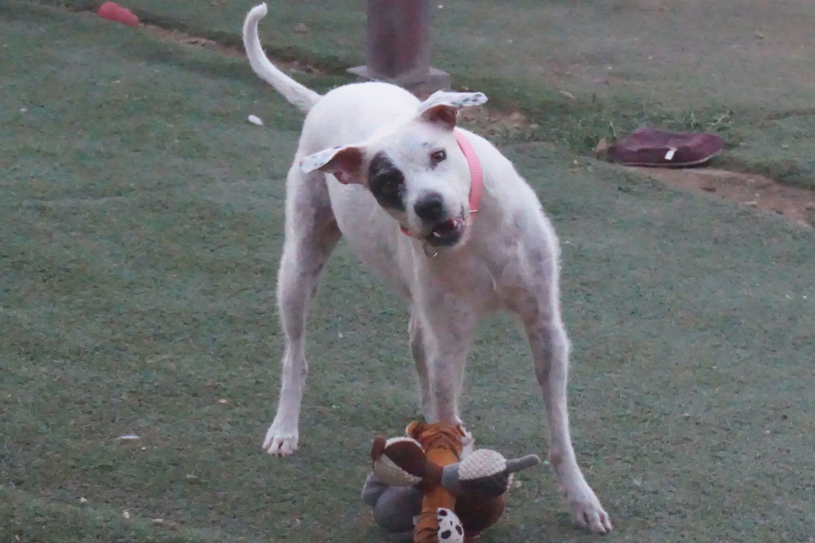 adoptable Dog in Inglewood, CA named Nancy