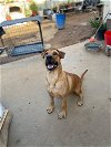 adoptable Dog in inglewood, CA named Bartholomew