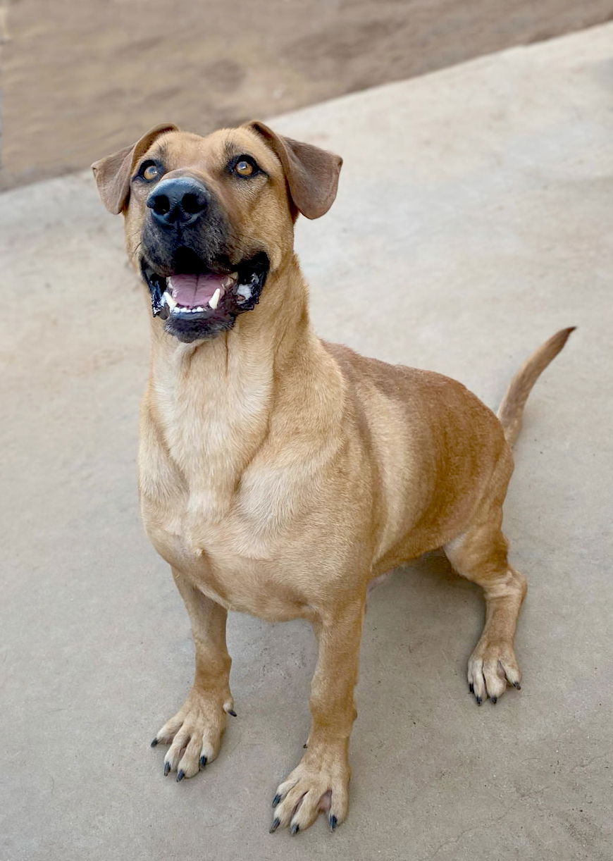 adoptable Dog in Inglewood, CA named Bartholomew