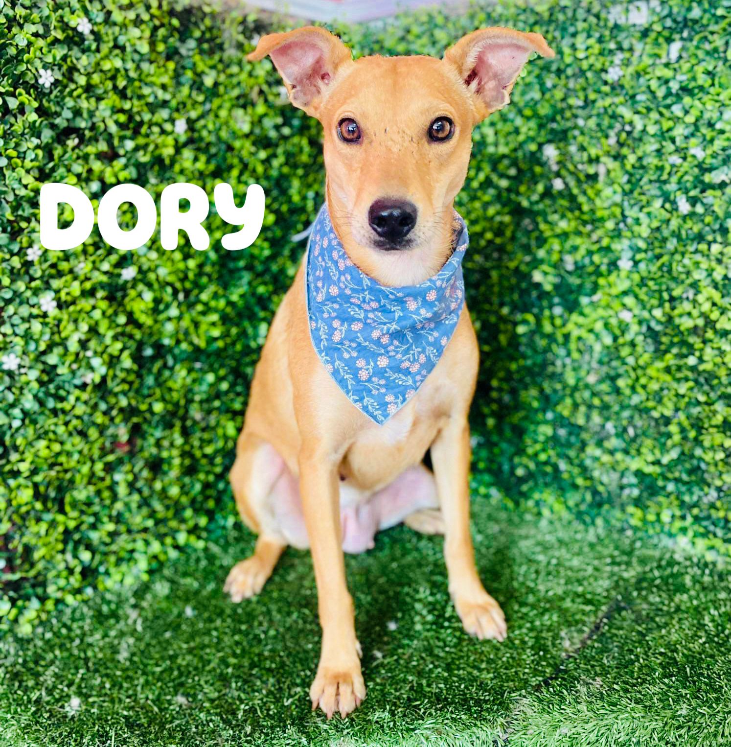 adoptable Dog in Inglewood, CA named Dory