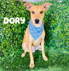 adoptable Dog in Inglewood, CA named Dory